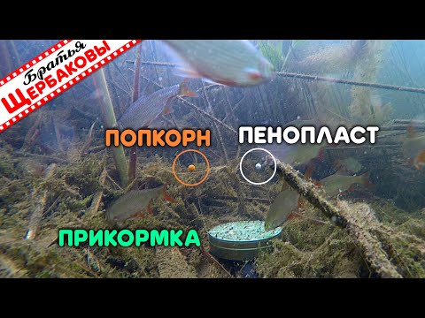 Видео: ПОПКОРН или ПЕНОПЛАСТ? Реакция рыбы. ПОДВОДНЫЕ СЪЕМКИ