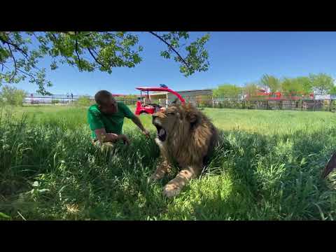 Видео: Мы вернулись в Тайган! Вожак львов НЕ ХОЧЕТ ЛЕЧИТЬСЯ!