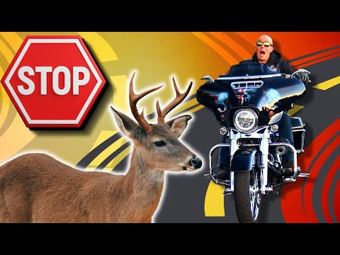 Видео: Как экстренно тормозить на мотоцикле: полный разбор