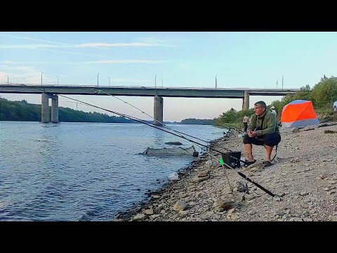 Видео: Занял Место в Ночь.Лещи и Сырть подошли на следующей День.Фидер. Ловля Леща и Сырти на реке осенью.