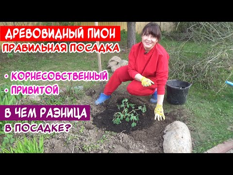 Видео: Как посадить ДРЕВОВИДНЫЙ ПИОН? Привитой и корнесобственный - в чем разница?