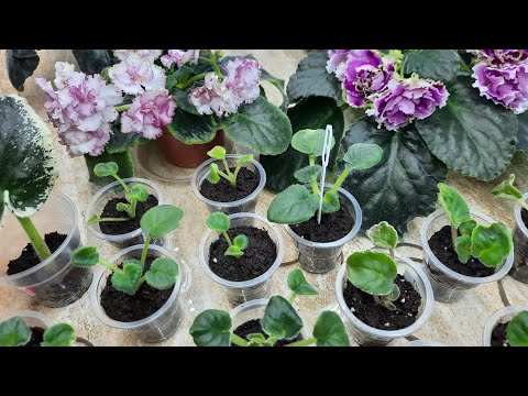 Видео: Фиалки! Посадка деток в верховой торф без перлита!