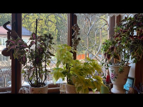 Видео: Начала апреля Подмосковье дача . Обзор теплиц рассады посевы первые всходы в теплице . Планы на буду