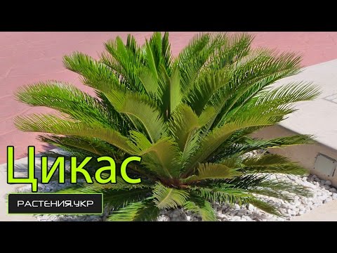 Видео: Цикас уход в домашних условиях / Комнатная пальма