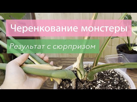 Видео: №111. Черенкование монстеры делициоза. Весь процесс - от деления до новых растений.