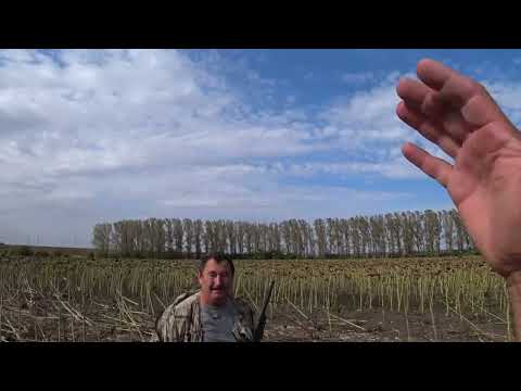 Видео: Совместные охоты !Утка,Фазан,Заяц .Охота но голубя Урика бьет все рекорды