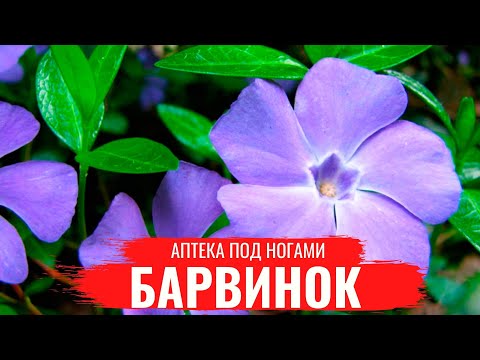 Видео: БАРВИНОК /  О правилах сбора, нюансах заготовки и приготовлении полезных настоев / Аптека под ногами