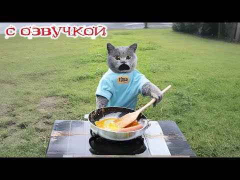 Видео: Приколы с котами! С ОЗВУЧКОЙ! Смешные коты! Смешные виде с животными! ДО СЛЕЗ!