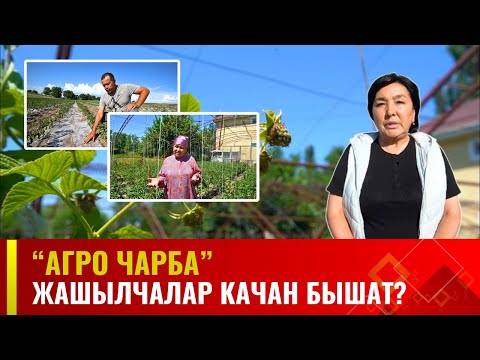 Видео: Жашылчалар качан бышат?  |  АГРО ЧАРБА