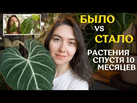 Видео: РАСТЕНИЯ спустя 10 МЕСЯЦЕВ после покупки |  мои УСПЕХИ и ПРОВАЛЫ 🌿