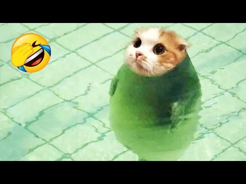 Видео: Старайся не смеяться 😂 Самые смешные собаки и кошки 😹🐶 Часть 18