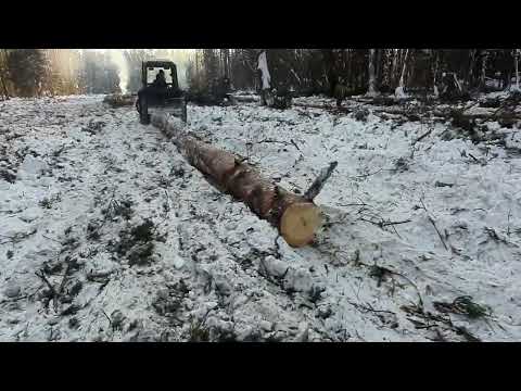 Видео: Как и сколько зарабатывают лесорубы?Валка и Трелёвка леса на зверях МТЗ-82!