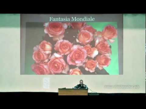 Видео: Розы в нашем саду