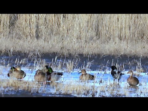 Видео: ПОШЁЛ НА ЗАЙЦА, А НАШЁЛ - УТОК! НО КАК К НИМ ПОДОЙТИ? ПЕРВАЯ ОХОТА 2025 С ДЕДОВСКИМ РУЖЬЁМ!