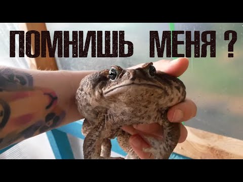 Видео: Место жабы - в теплице! Ужа - на навозной куче)))