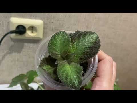 Видео: Излишки комнатных растений. Комнатные цветы почтой