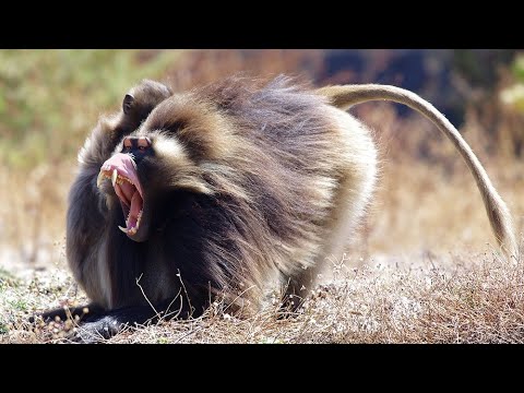 Видео: ГЕЛАДА - редкая травоядная обезьяна с огромными клыками и пышной гривой!