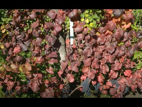 Видео: Завершение виноградного сезона 2022, 10 октября