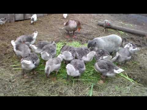 Видео: Немного о разведение кормлении и содержании серых  гусей.