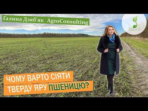 Видео: Тверда яра пшениця, яка урожайність  і ціна, сорт Тамадур