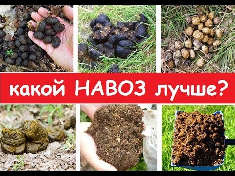 Видео: 60. Какой НАВОЗ лучше всего для удобрения? Совет Сергея Харченко.