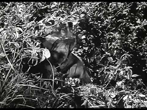 Видео: Sniper   учебный фильм люфтваффе 1940 год.