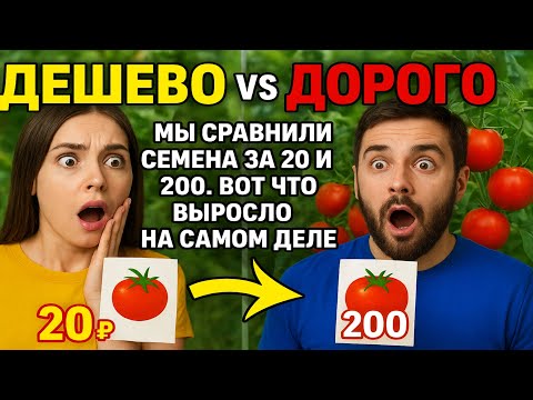 Видео: Дешево VS Дорого: Мы сравнили семена за 20₽ и 200₽. Вот что выросло НА САМОМ ДЕЛЕ.