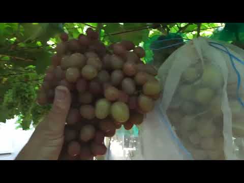 Видео: 31 июля 2025 г.