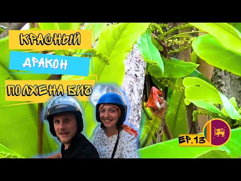 Видео: Мадиха бич ! Прощание с Матарой ! День общения с природой ! Красноголовый Калот !Часть № 13