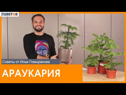 Видео: Араукария | Советы от Ильи Гомыранова