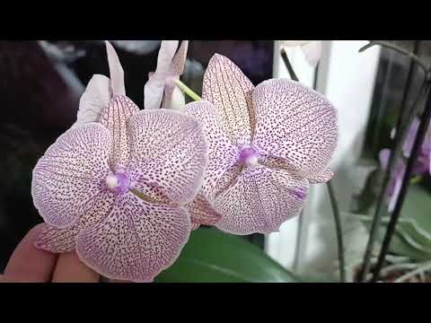 Видео: Вместо детки - цветонос🌿цитокининка🤷🙂