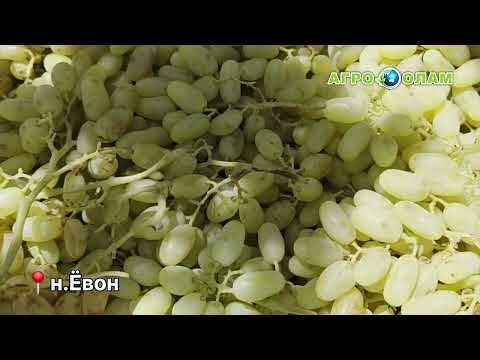 Видео: 🍇Тавсияи мутахассис дар ангурбоғи н.Ёвон#агроолам #agrolab #Ёвон #Хатлон #тавсия