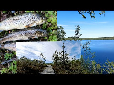 Видео: Рыбалка на оз. Рогозере! Рыбалка в Мурманске. Как ловить форель