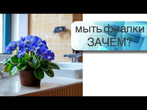 Видео: Мыть фиалки. Зачем?