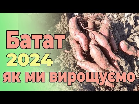 Видео: Батат 2024 Як ми вирощуємо