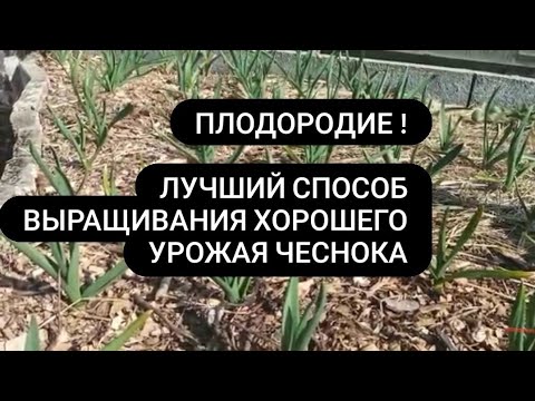 Видео: Как вырастить крупный хороший чеснок Живая плодородная грядка почва