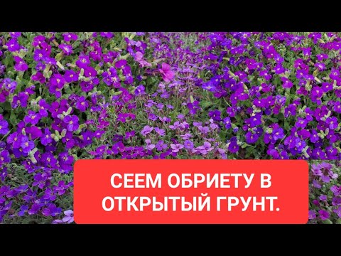 Видео: СЕЕМ ОБРИЕТУ В ОТКРЫТЫЙ ГРУНТ. САМЫЙ ЛЁГКИЙ СПОСОБ ВЫРАЩИВАНИЯ.