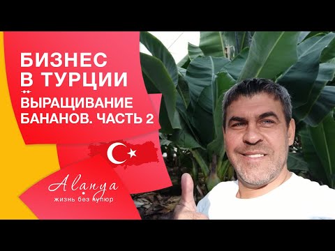Видео: Бизнес в Турции. Бананы в Турции. банановые плантации в Турции. Часть 2.
