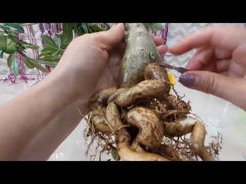 Видео: Пересадка взрослого адениума.