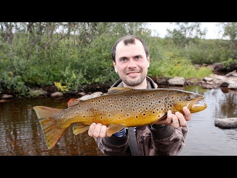 Видео: Озёрная кумжа и волшебный ручей. Рыбалка на Кольском Часть 2