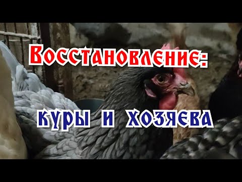 Видео: Наше восстановление: куры и хозяева