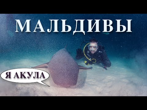 Видео: Везде акулы на Мальдивах