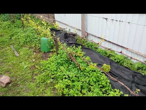 Видео: Открытие винограда 15 мая что дальше