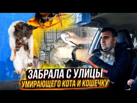Видео: На Морозе сидел съеденный подкожными клещами кот, а не долеко от него еще одна умирающая душа.