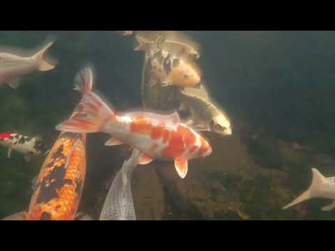 Видео: ЗАКРЫТИЕ СЕЗОНА✅ ПОДГОТОВКА К ЗИМЕ🥶 ПОДВОДНАЯ СЪЕМКА📹