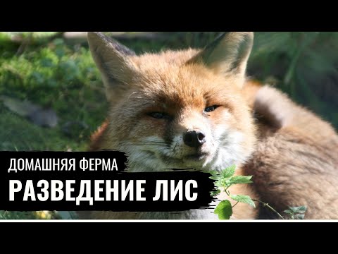 Видео: ЛИСЫ \ Домашняя ферма \ Как разводить лис