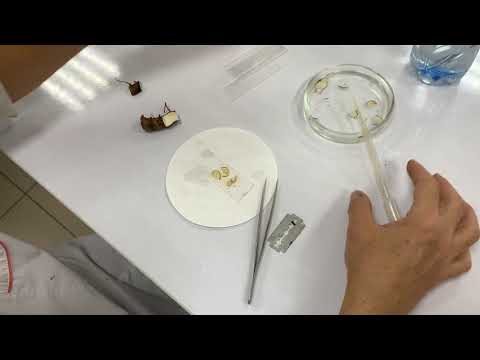 Видео: Методика приготовления микропрепарата поперечного среза корневища