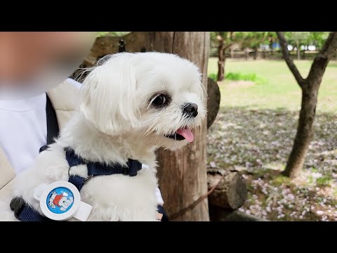 Видео: Собака, которую чуть страусы не сбил во время путешествия