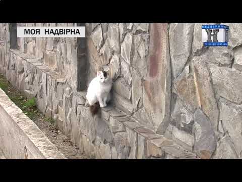 Видео: МОЯ НАДВІРНА