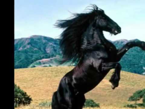 Видео: Спрячь за высоким забором девчёнку